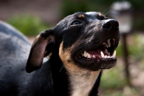 Kóbor kutyák martak halálra egy futó nőt Bukarestben
