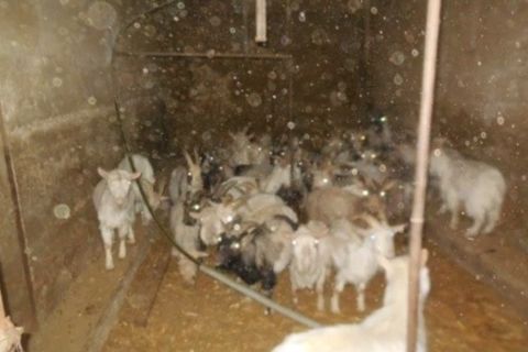 Iszonyú körülmények között tartanak százharminc kecskét egy érdi pincében