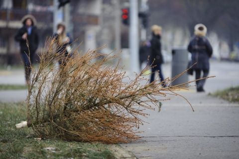 Másfél hónapig gyönyörködhetnek a budapestiek a kidobott karácsonyfákban