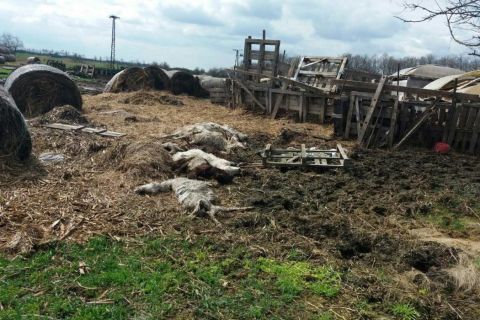 Kutyáival etette fel döglött kecskéit egy gazda Boconádon