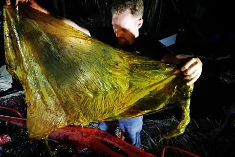 40 kiló műanyag zacskót találtak egy bálna gyomrában