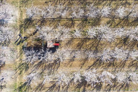 Virágzó kajszibarack-ültetvény Somogytúr közelében 2019. március 24-én.