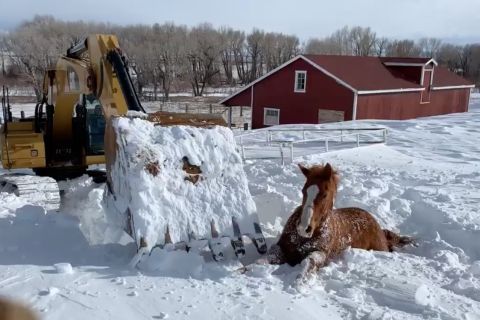 Markolóval ástak ki egy lovat a hóból Wyomingban, videón a mentés