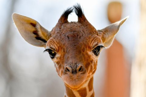A debreceni állatkert két és félhetes recés zsiráfcsikója (Giraffa camelopardalis reticulata) a sajtóbemutató napján, 2019. március 20-án.
