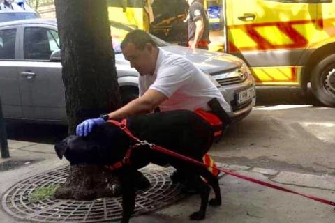 Kutyát és macskákat mentettek a budapesti mentők egy gázzal telítődött lakásból