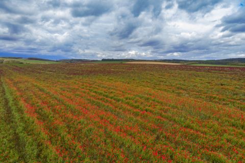 Virágzó pipacsok (Papaver rhoeas) egy vörösheremezőben (Trifolium pratense) a Zala megyei Felsőrajk határában 2019. május 21-én.