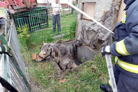 Aknába zuhant egy ló Kerkakutason, sikerült kimenteni