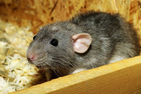 Patkányok miatt kellett kiüríteni egy zuglói óvoda csoportszobáját