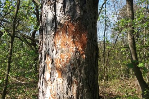 Az egyik fa a Hármashatár-hegy környékén, amivel elbánt a vandál.