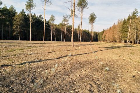 Hárommillió fát ültettek Vas megyében