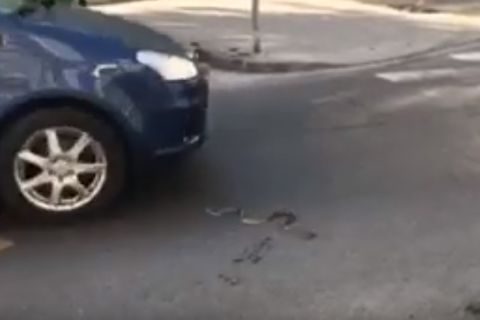 Termetes kígyó csúszkált az autók között Budapesten