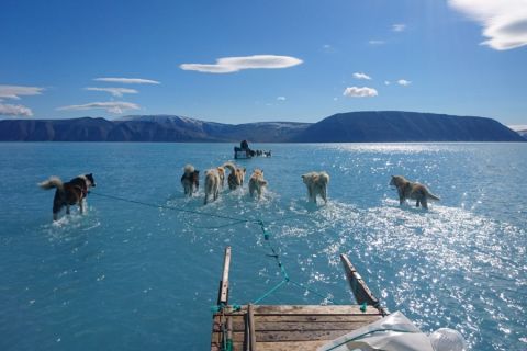 Vízben gázolnak a szánhúzó kutyák, olyan meleg van Grönlandon