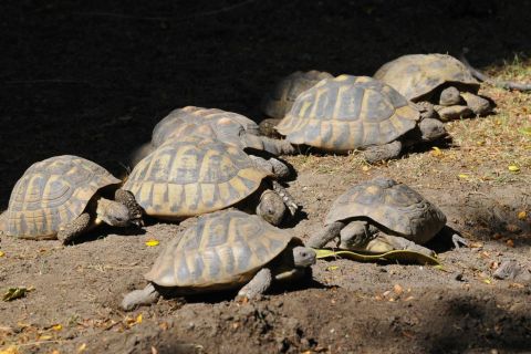 Görög teknősök a budapesti állatkertben.