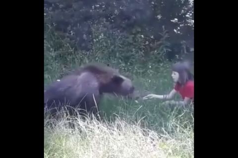 Kézből etetett egy medvét egy kislány a Transzfogarasi úton
