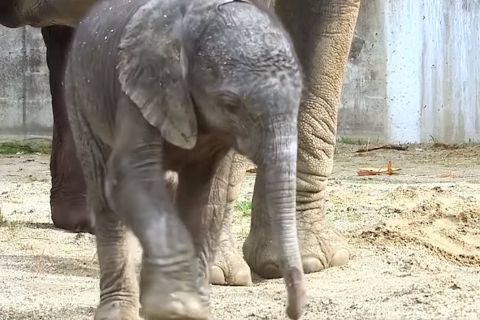 Kiselefánt született a bécsi állatkertben