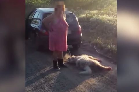 Felfüggesztettet kapott a kutyáját autója mögé kötő balotaszállási asszony