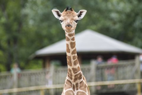 Hatnapos Rotschild-zsiráf (Giraffa camelopardalis rothschildi) a Nyíregyházi Állatpark Afrika kifutójában 2019. augusztus 8-án.