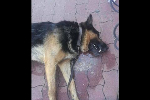 Tűző napra kikötött kutya pusztult el a szentesi Tescónál