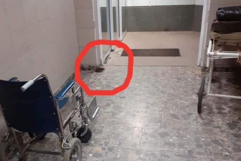 Patkányt fotóztak a berettyóújfalui kórházban