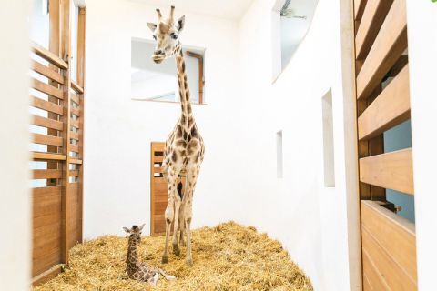 A Veszprémi Állatkert újszülött zsiráfja és anyja 2019. augusztus 22-én.
