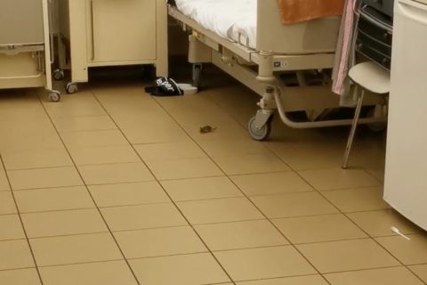 Egér szaladgált az ágyak között egy budapesti kórház szülészetén