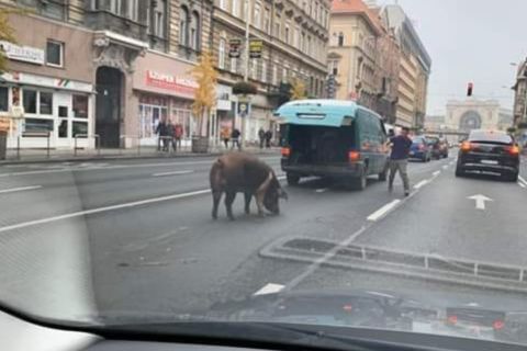 Disznó rohangált a Rákóczi úton, Budapesten