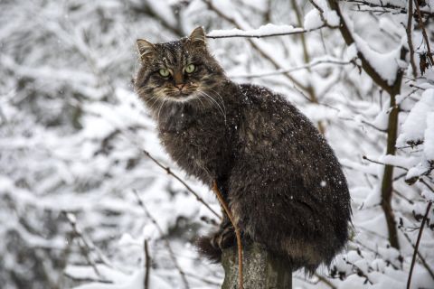 Macska a hóesésben a Pócsmegyerhez tartozó Surányban 2019. december 2-án.