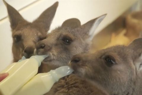 Már 1 milliárd állat pusztult el az ausztrál bozóttüzekben