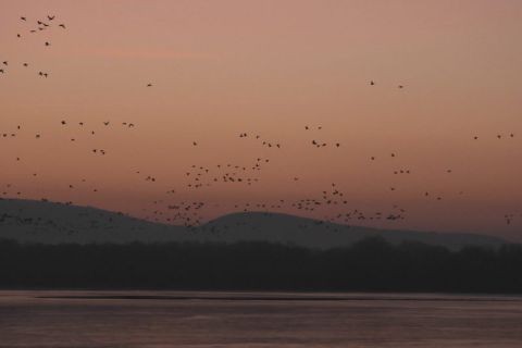 Az Öreg-tóra behúzó vadludak Tatán 2019. december 30-án délután.