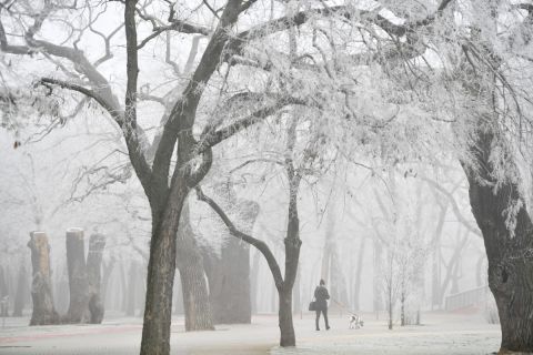 Nő kutyát sétáltat a deres, ködös debreceni Nagyerdőben 2020. január 2-án.