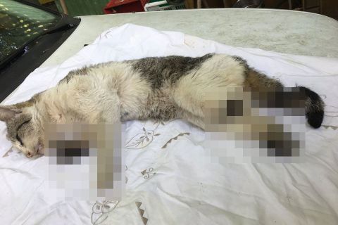 Három lábát levágták egy macskának Cegléden