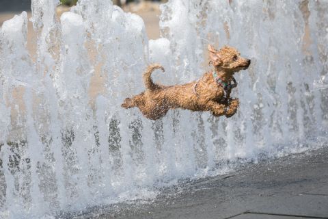 Kutya hűsíti magát egy szökőkút vizében a kánikulában a budapesti Szabadság téren 2020. augusztus 9-én.