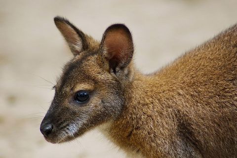A Miskolci Állatkert egyik Bennett-kenguruja.