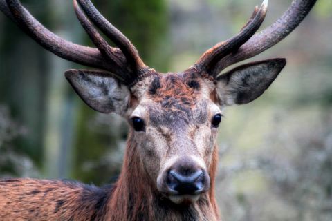 Az Országos Vadászkamara kéri, hogy a külföldi bérvadászokra ne vonatkozzon a beutazási tilalom