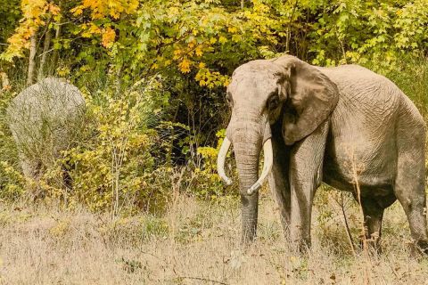 Elpusztult a szadai szafaripark két elefántja