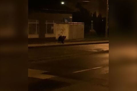 Medvét láttak szombat éjjel Miskolcon