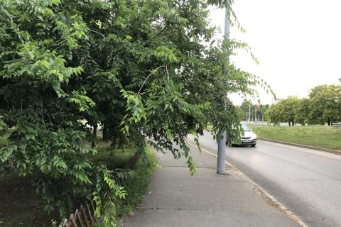 A bepanaszolt fa Pesterzsébeten.