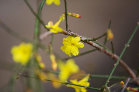 Virágzik a téli jázmin (Jasminum nudiflorum) Nagykanizsán, a Berzsenyi Dániel utcában 2021. február 7-én.