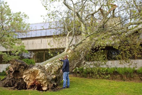 A viharban kidőlt, két méter törzsátmérőjű, harminc méter magas öreg platánfa a Margitszigeten 2021. május 5-én.