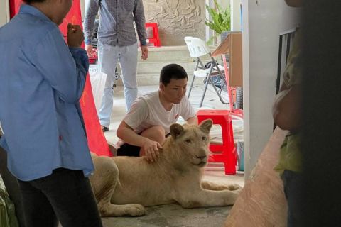TikTok-videó alapján találtak rá egy illegálisan tartott oroszlánra Kambodzsában