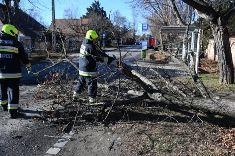 Tűzoltó a viharos erejű szélben úttestre dőlt fát  fűrészel darabokra a főváros XVIII. kerületében, a Cziffra György utcában 2022. január 30-án. Ezen a napon több megyére és a fővárosra másodfokú riasztást adott ki az erős szél miatt az Országos Meteorológiai Szolgálat.