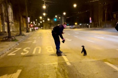 Pingvin a budapesti éjszakában.