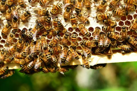 Méhek csíptek halálra egy férfit Szlovéniában