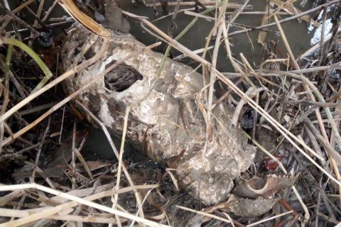 Egy tavaly eltűnt kutya csontvázát találták meg egy harcsa tetemében Kiskunlacházánál