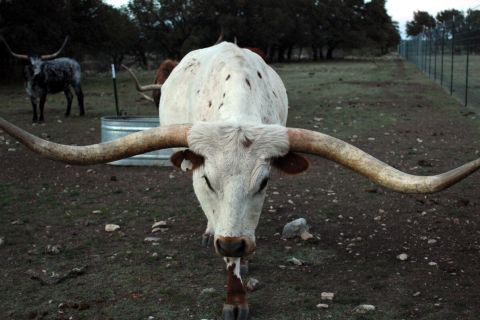 Texasi hosszúszarvú marha (Texas Longhorn).