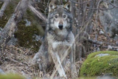 Elképesztő dumával állt elő egy állítólagos vadász a svájci farkas kilövése kapcsán