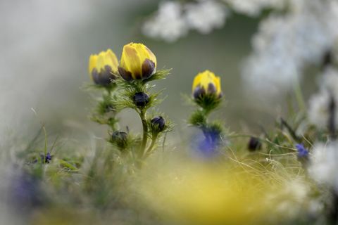 Virágzik a tavaszi hérics (Adonis vernalis) a Pest vármegyei Pomáz környékén 2023. április 4-én.