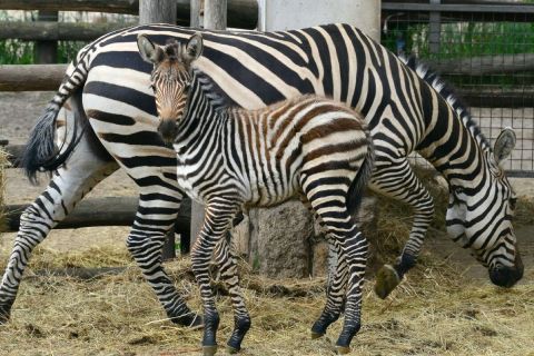 Már látható az újszülött zebracsikó a fővárosi állatkertben