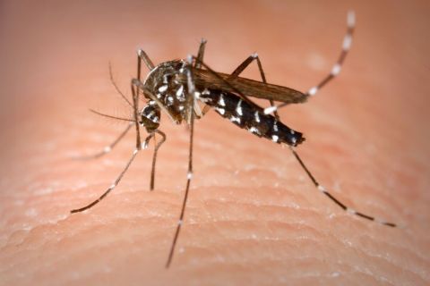 Ázsiai tigrisszúnyog (Aedes albopictus).