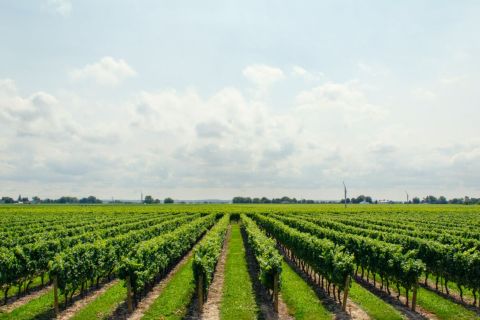 Élet a zöldülő Szekszárdon: mezőgazdaság és környezetvédelem kéz a kézben